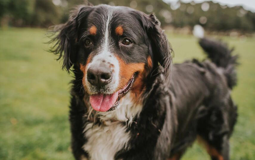 Spotlight on Endangered Species: The Majestic Snow Leopard image